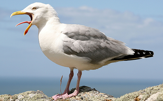 The Seagull