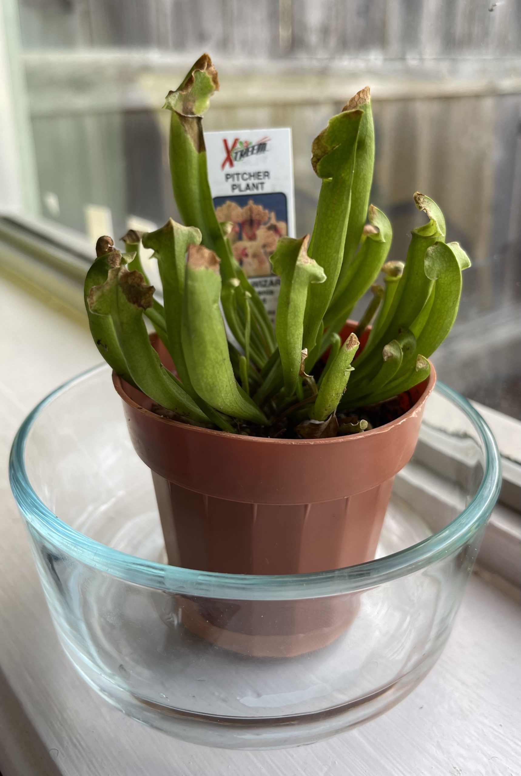 Pitcher Plant